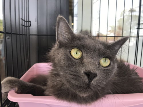ZIVA