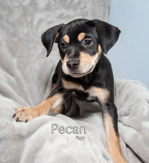 PECAN