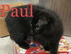 PAUL