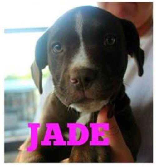 JADE