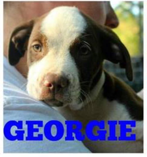 GEORGIE