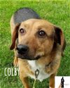 COLBY (BEAGLE)