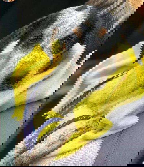GLACIER