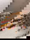 BANG