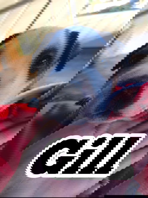 GILL