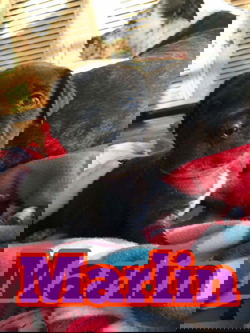 MARLIN