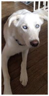 BAILEY