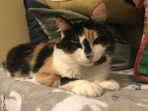 JASMINE