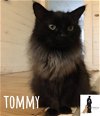 TOMMY (cat)