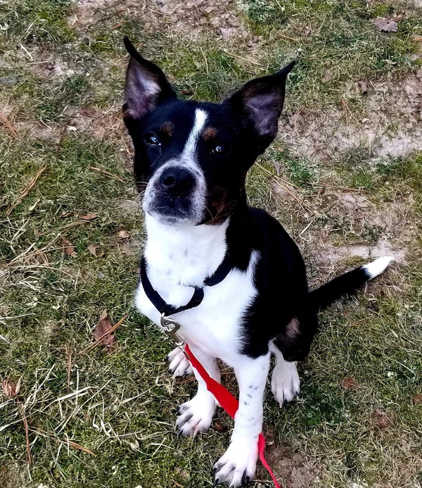 MAGGIE (SHIRLEY  - Boston Terrier mix)