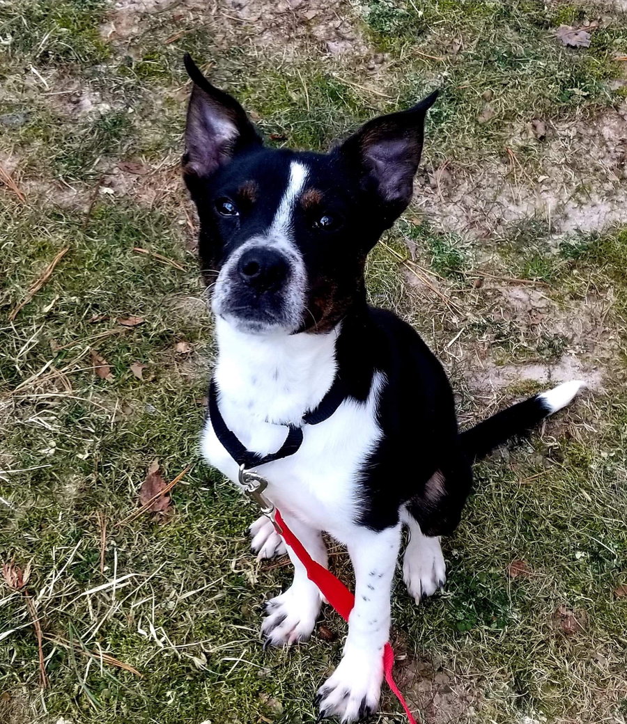 MAGGIE (SHIRLEY  - Boston Terrier mix)