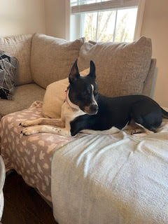 adoptable Dog in Carlisle, SC named MAGGIE (SHIRLEY  - Boston Terrier mix)