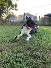 MAGGIE (SHIRLEY  - Boston Terrier mix)