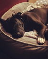 OLLIE