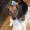 MAGGIE MAY