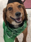 MAGGIE MAY