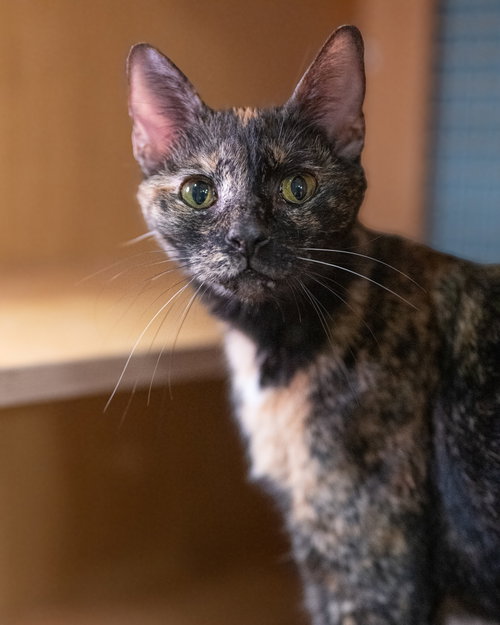 PRINCESS LEIA aka OLGA, Tortoiseshell / Domestic Short Hair