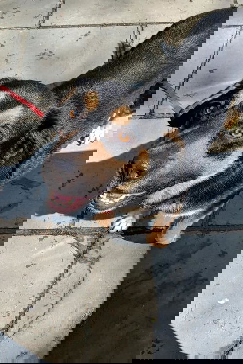 GIL