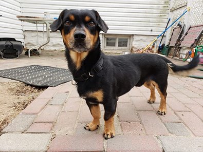 JACKSON (Dachshund mix)