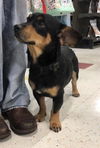 JACKSON (Dachshund mix)