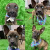 RHETT