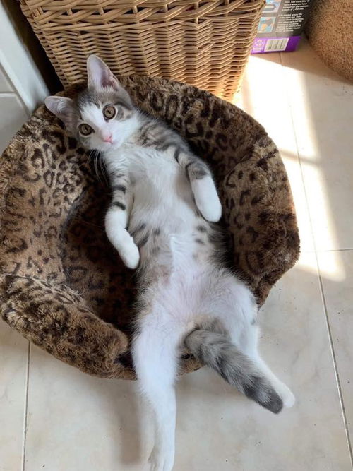 OLIVER