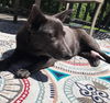 MALA BEAR