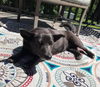 MALA BEAR