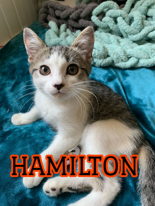 HAMILTON