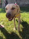 MAISY