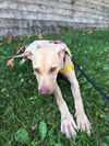 MAISY