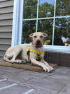 MAISY