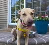 MAISY