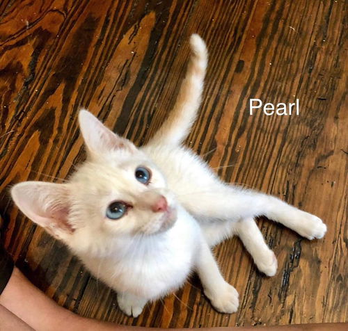 PEARL