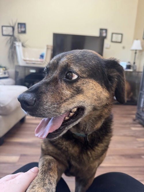 MADDIE - Shepherd available for adoption
