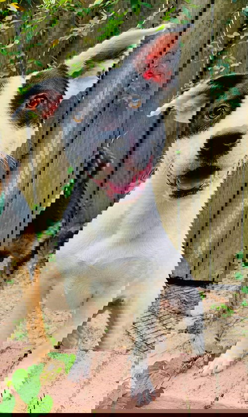 PATCHES
