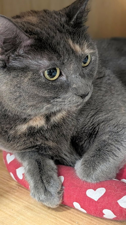 GEE GEE, a cat for adoption from Last Chance Animal Rescue