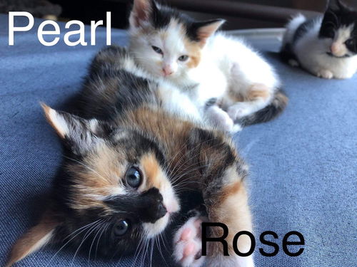 PEARL