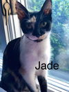 JADE