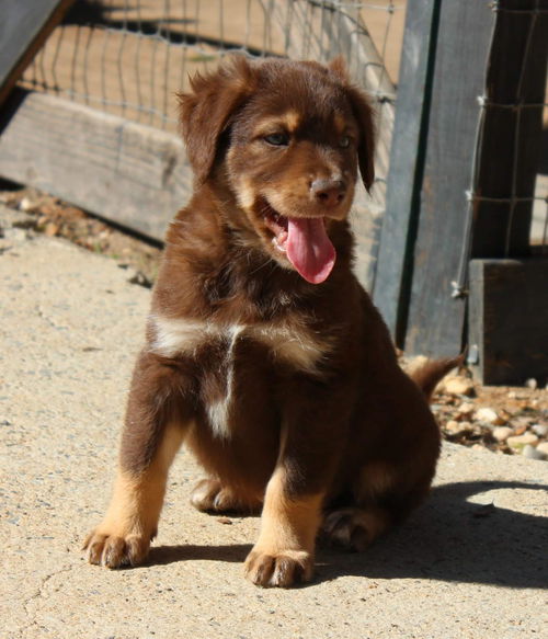 BANJO