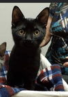 VITO