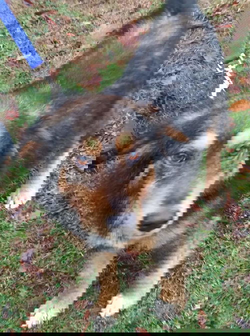CAMO