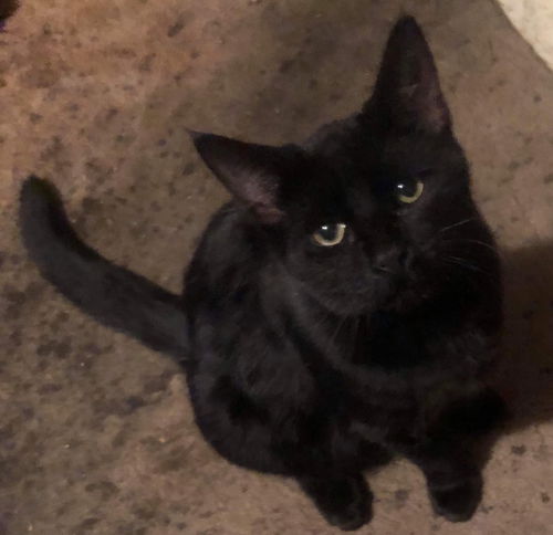 PEANUT