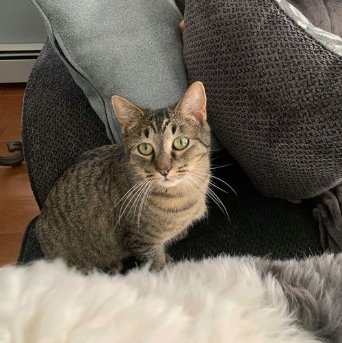 MAMA CAT