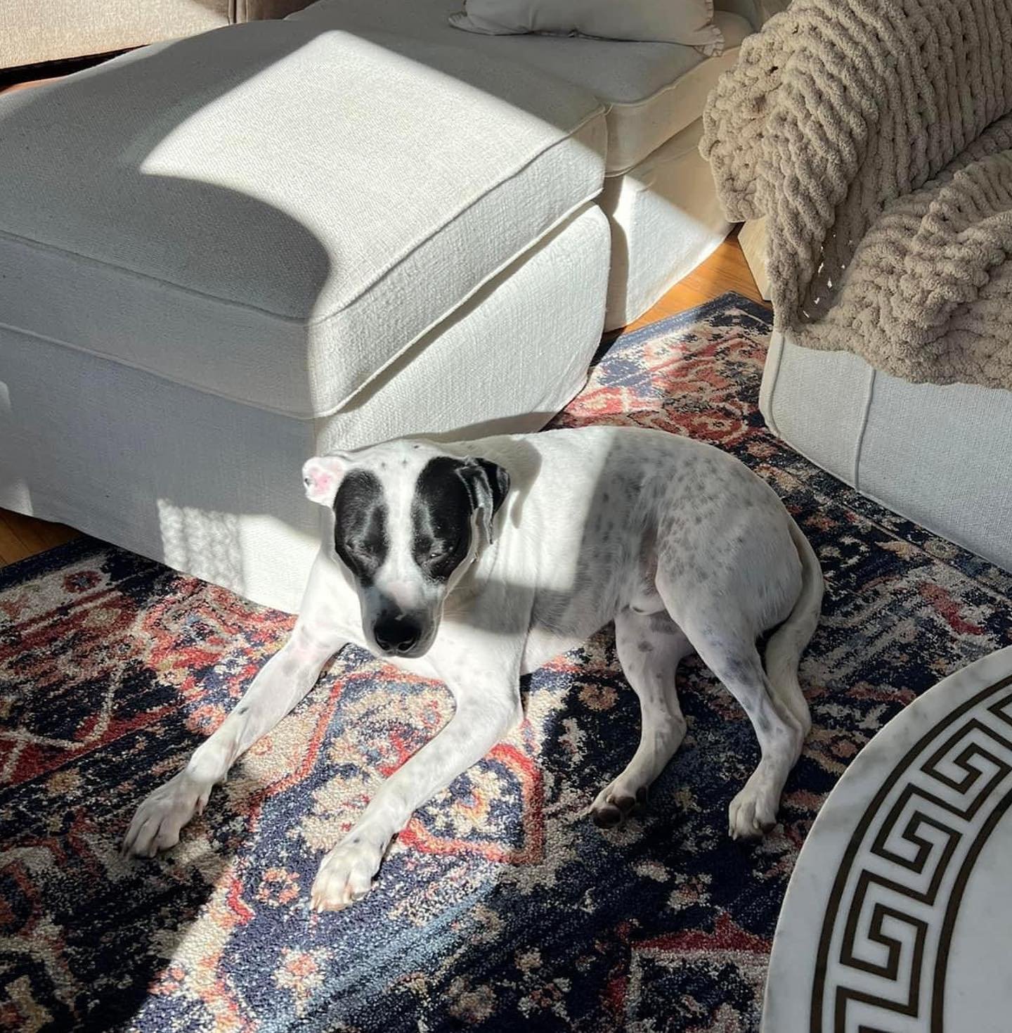 adoptable Dog in Woodbury, NY named LOKI