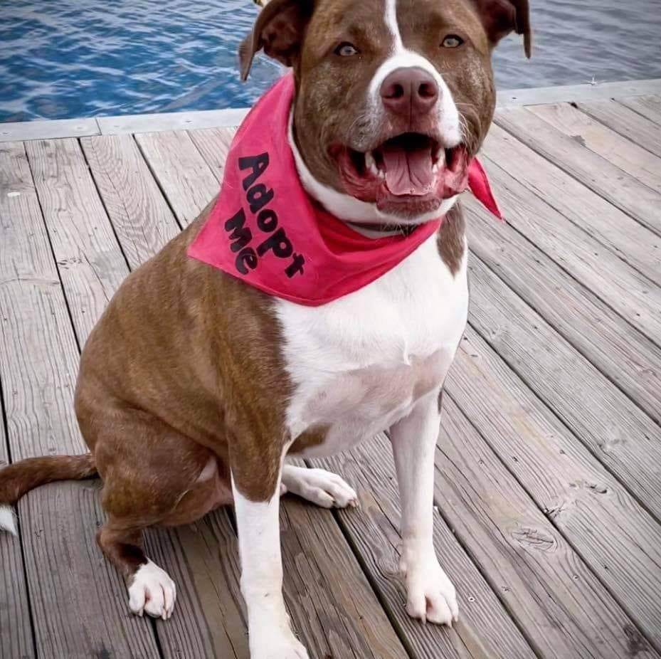 adoptable Dog in Woodbury, NY named FERGAL aka RAMBO