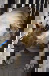 KAT