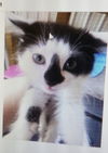 OLIVER (black and white)