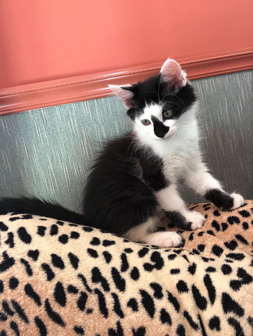 OLIVER (black and white)