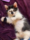 OLIVER (black and white)